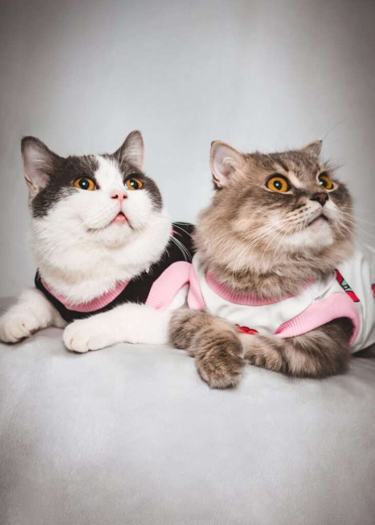 Cozy pet fashion look by PawVibe Collective