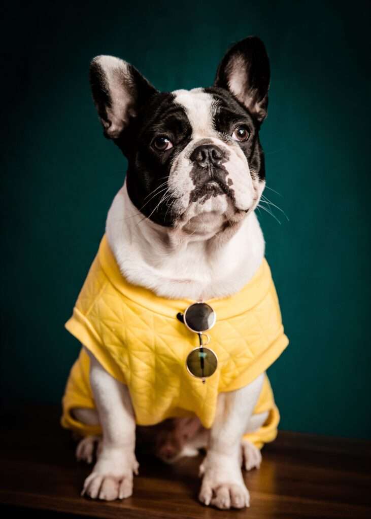 Stylish pet outfit by PawVibe Collective