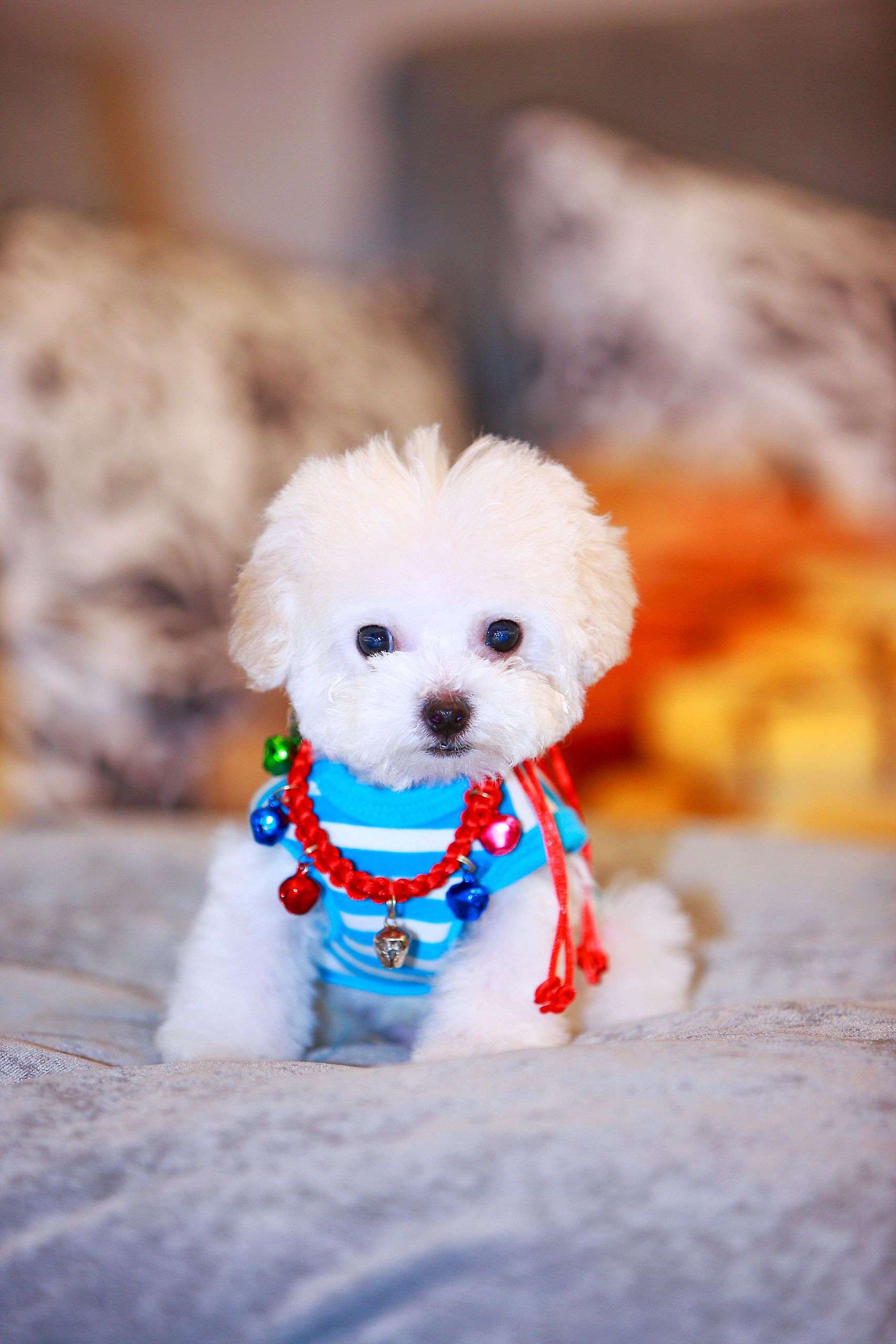 Bichon Frise puppy wearing a striped shirt