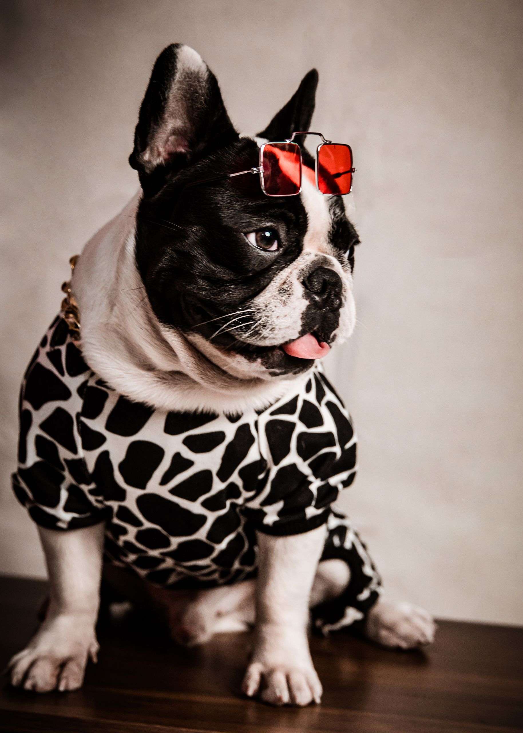 French bulldog wearing a chic outfit and sunglasses