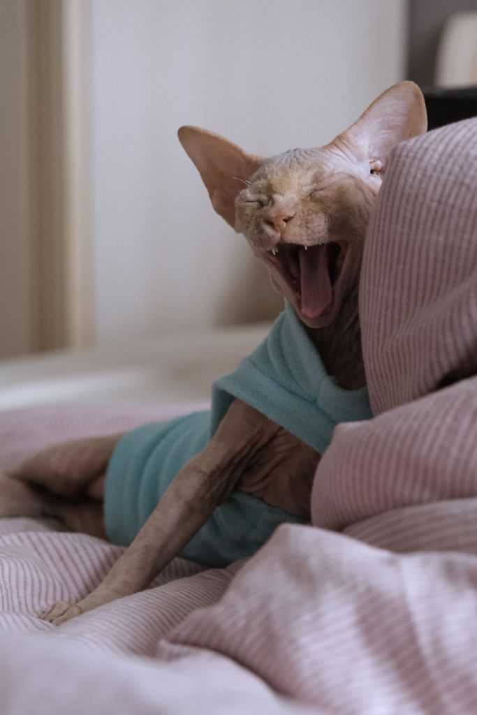 Sphynx cat lounging on a cozy bed