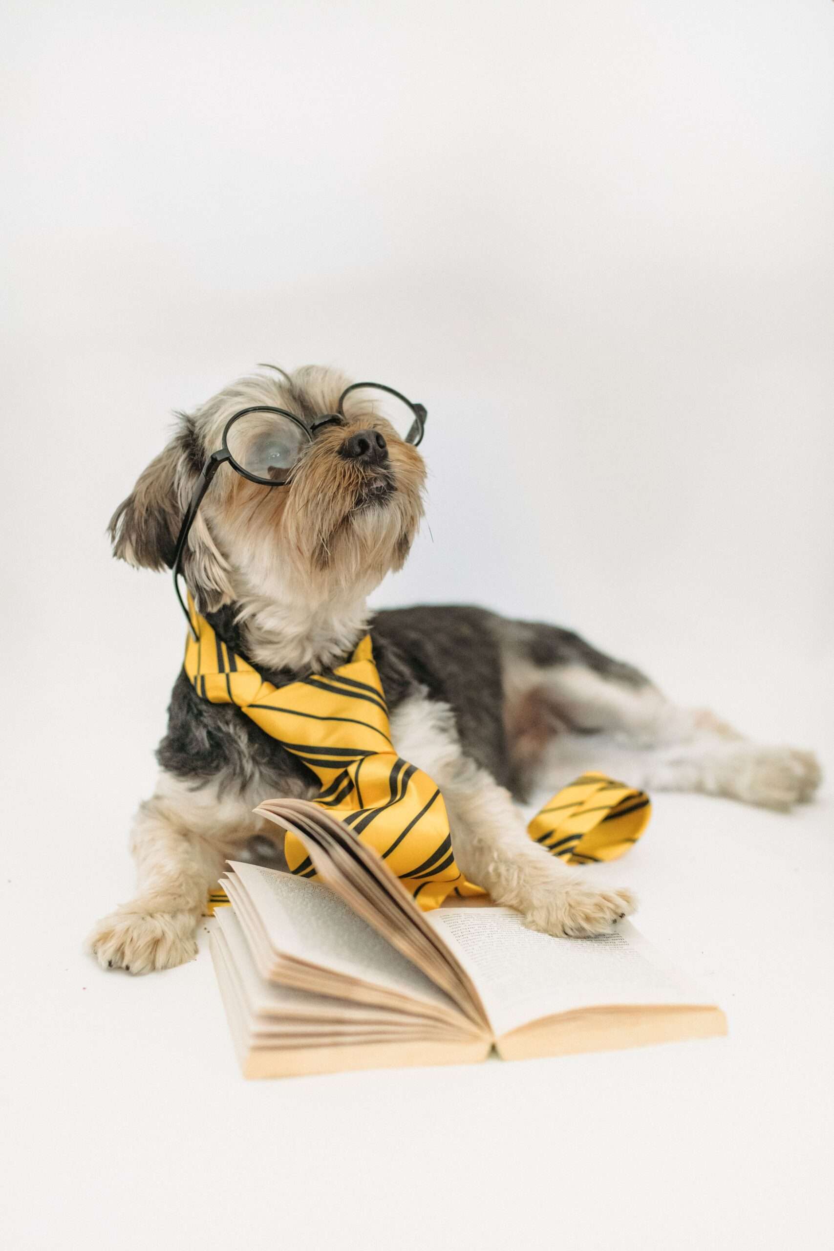 Pet enjoying outdoor moments in PawVibe Collective style